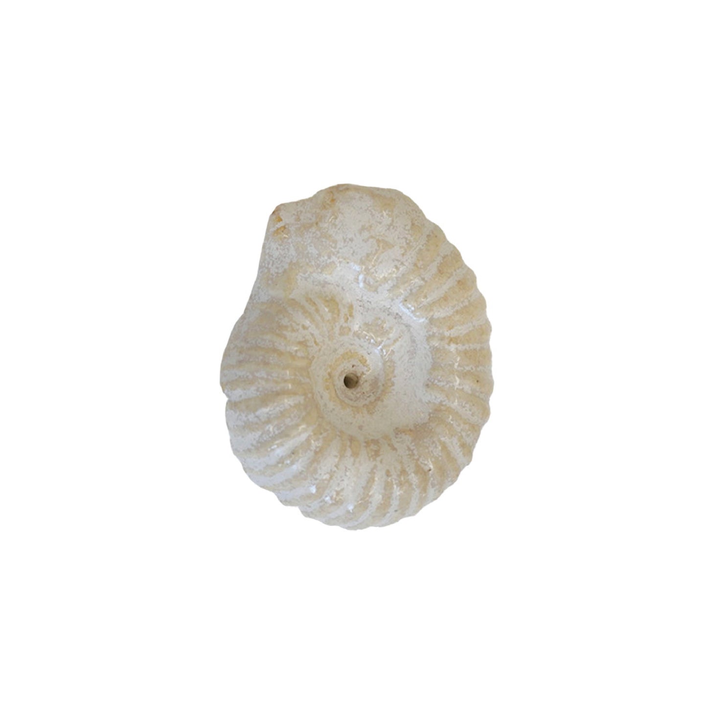 Ammonite Incense holder