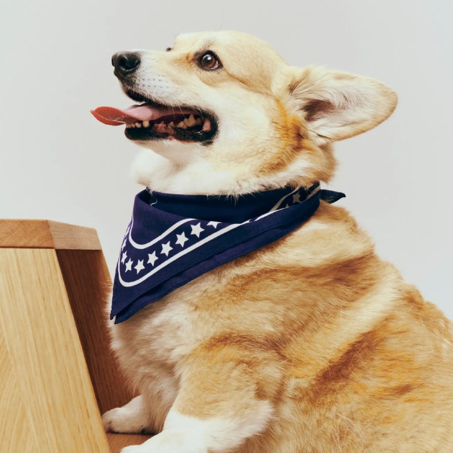 Dog bandana