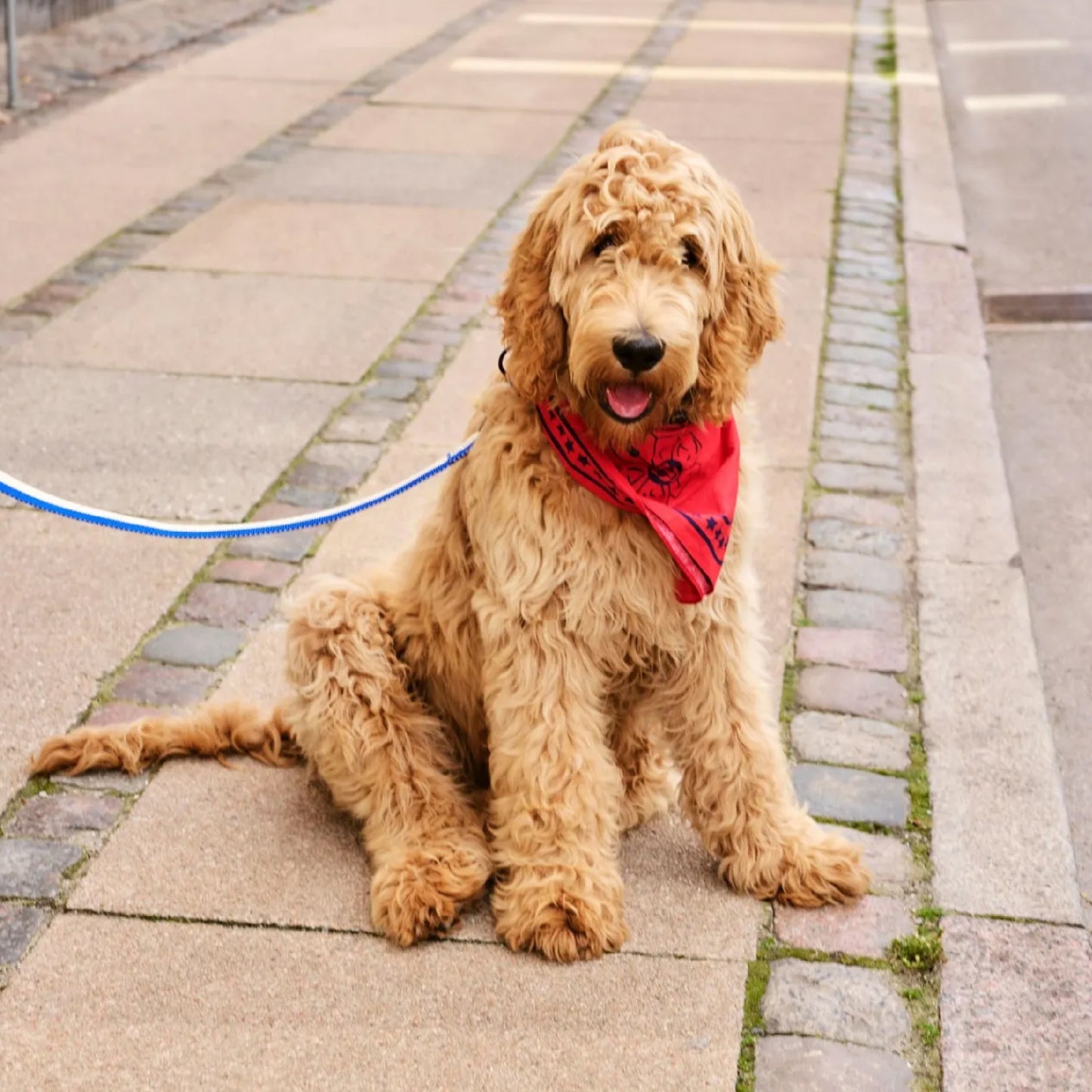 Dog bandana