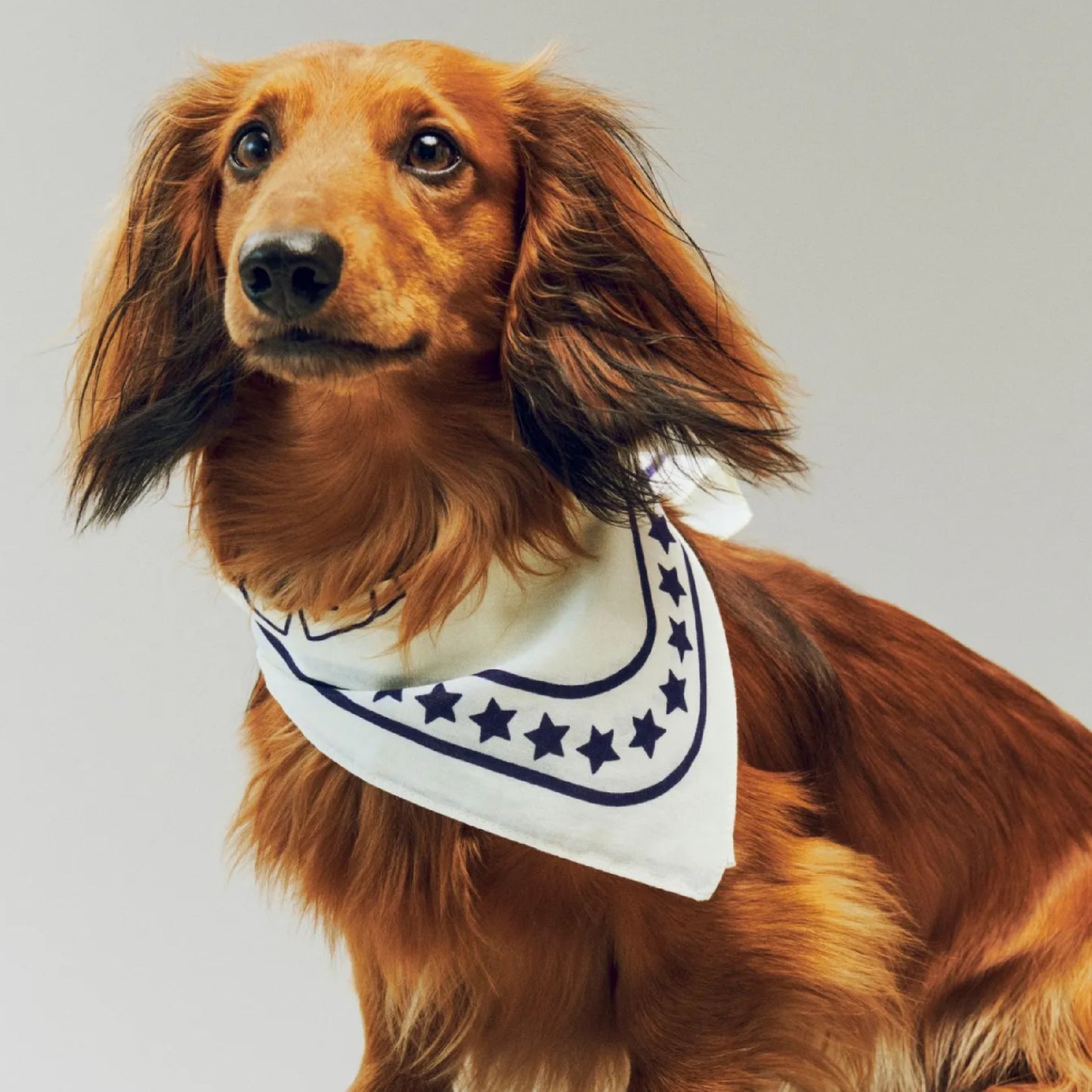 Dog bandana